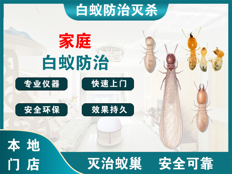 宝应县家庭白蚁防治