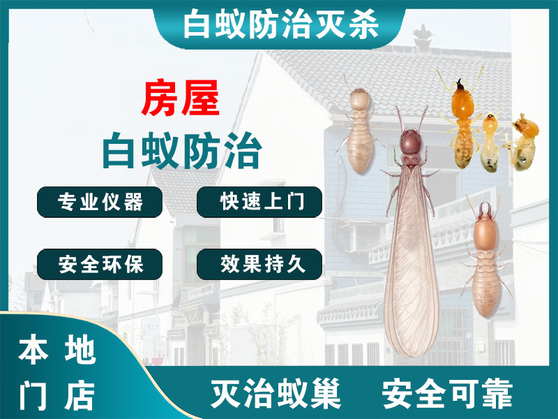 宝应县房屋白蚁防治